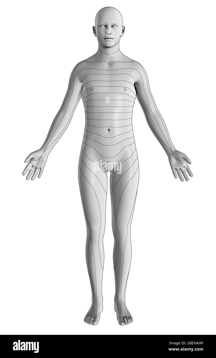 An illustration of the dermatomes of the body from an anterior view.  Dermatomes are regions of skin supplied by specific spinal nerves, which relay sensory information to the brain.  This includes eight cervical nerves (excludes C1), twelve thoracic nerves, five lumbar nerves, and five sacral nerves. Stock Photo