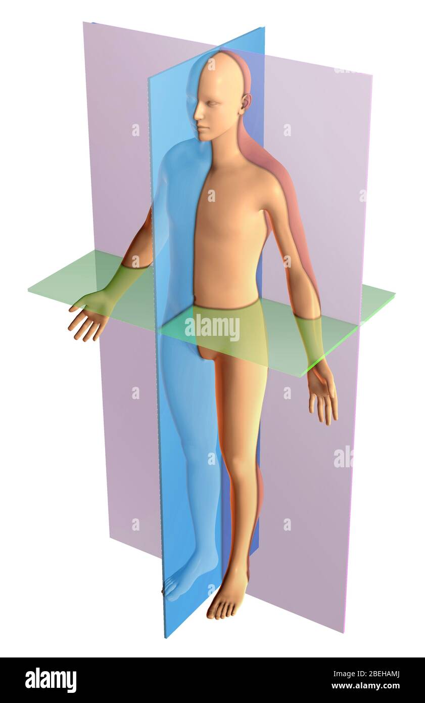 midsagittal plane