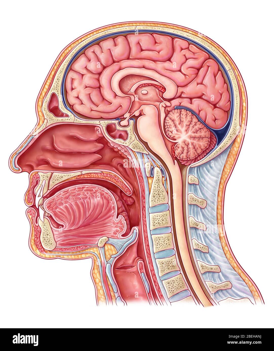 midsagittal plane