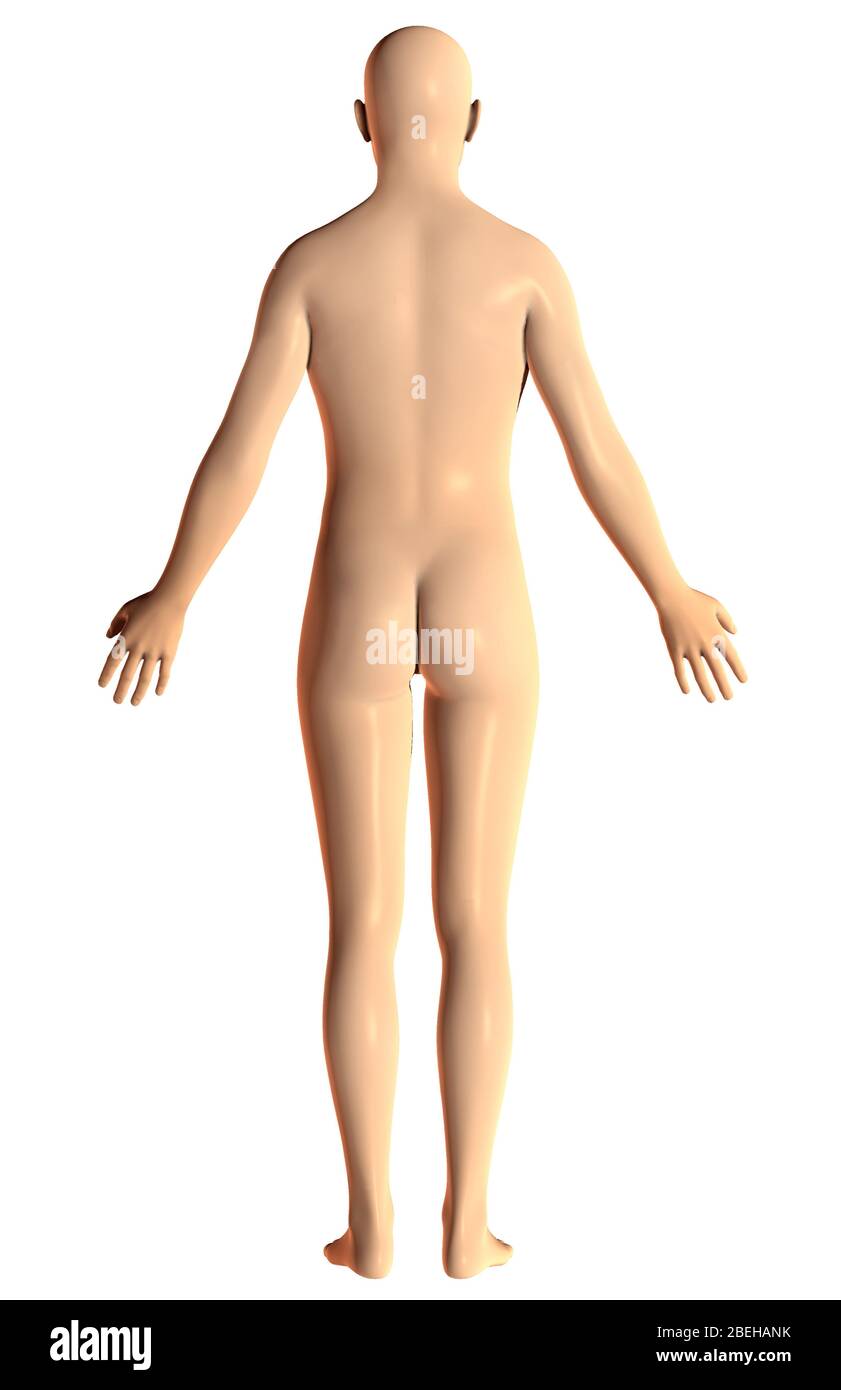 Human Male, Posterior View Stock Photo