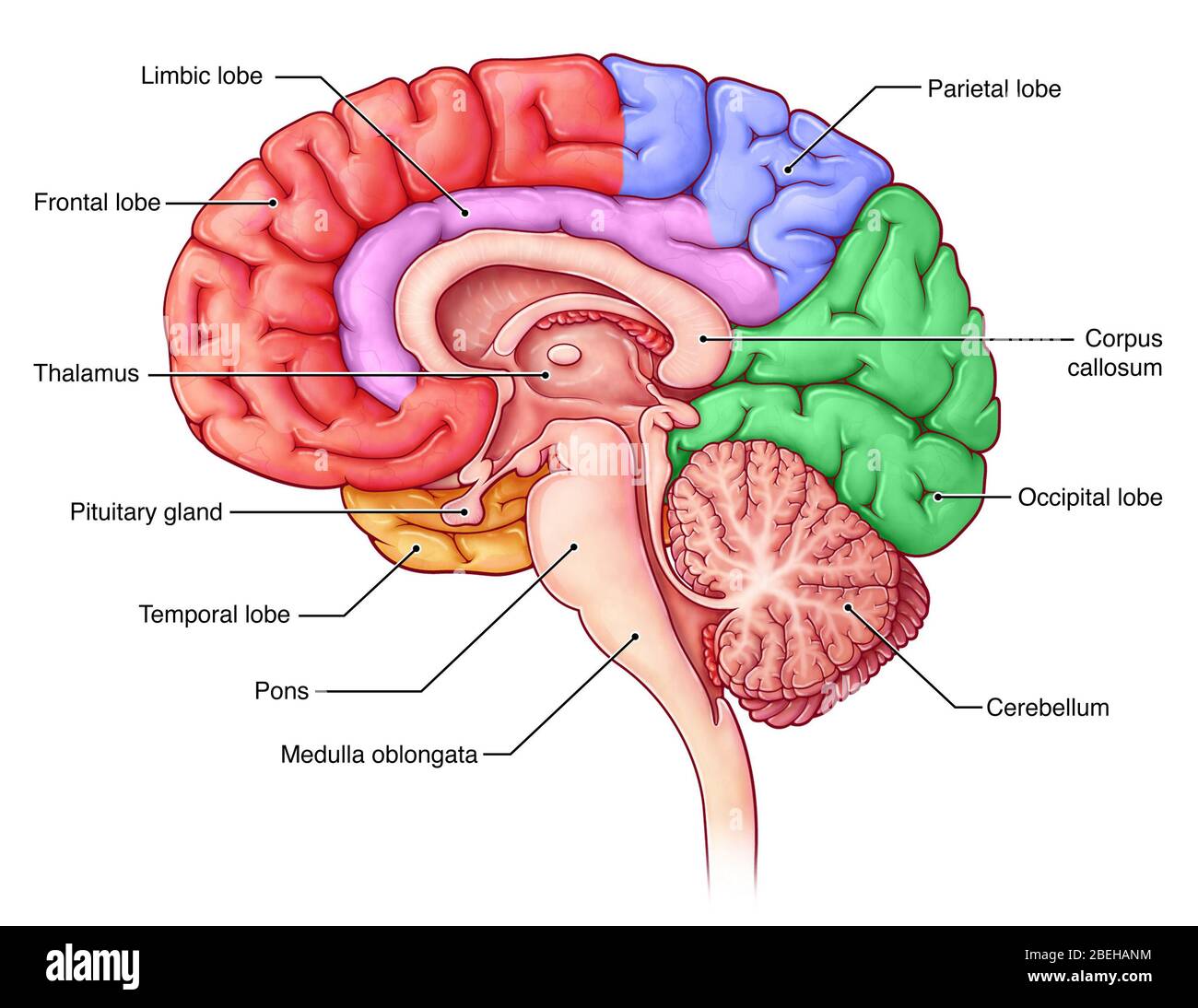 Lobes Of The Brain Sagittal View Stock Photo Alamy