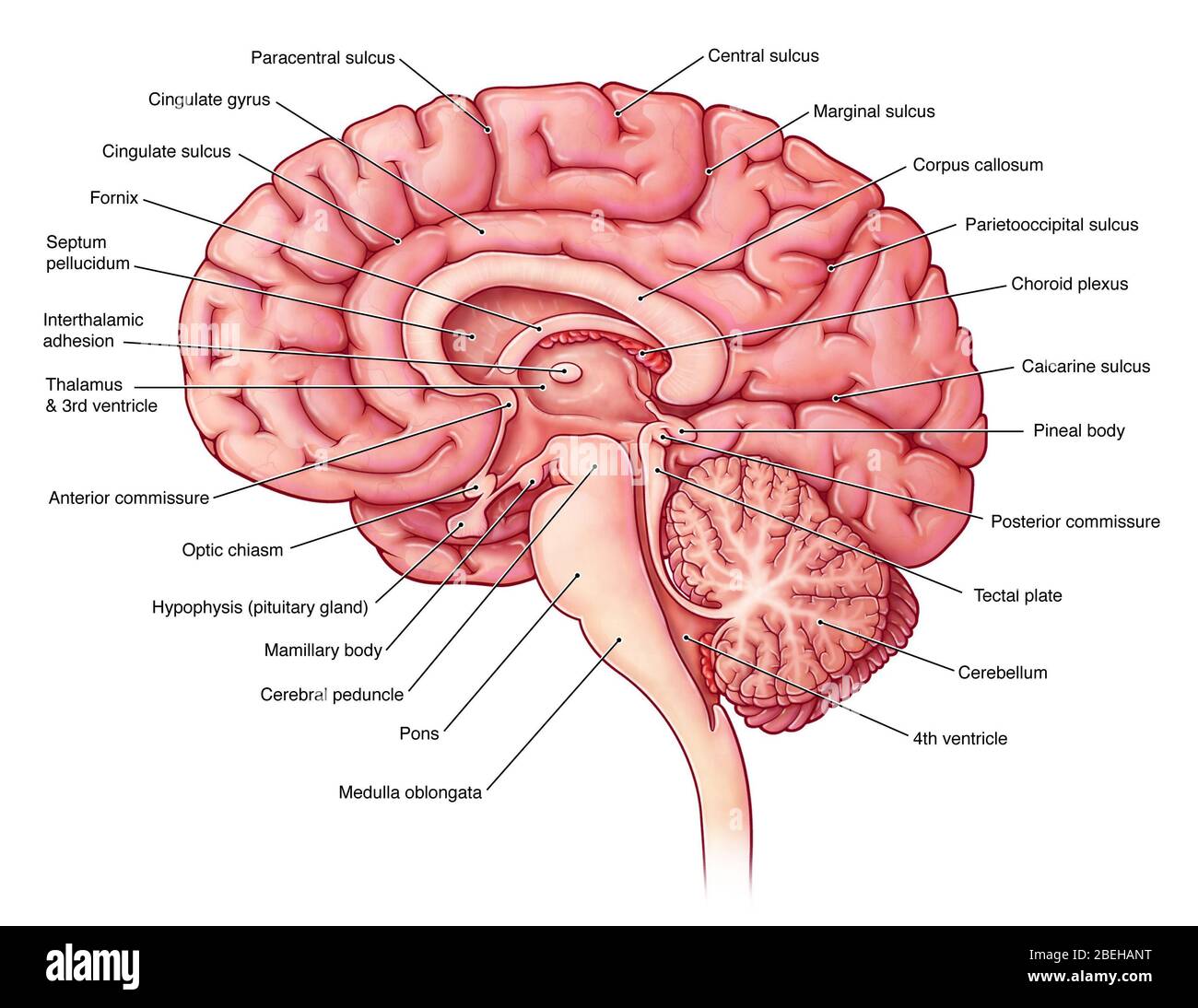An illustration of the brain from a midsagittal view. Stock Photo