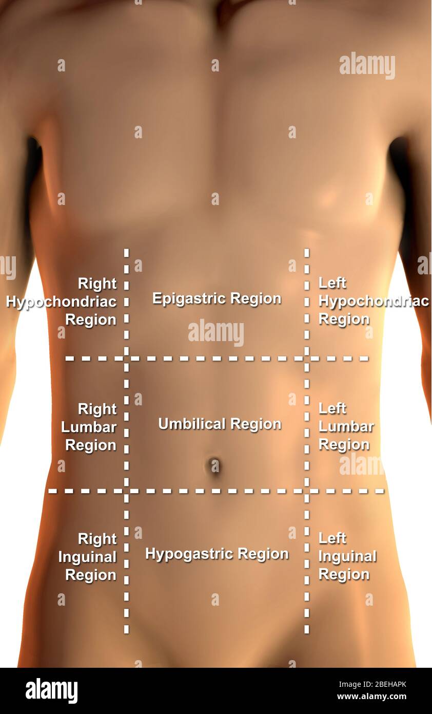 Abdominopelvic Regions And Superficial Organs Diagram 50 OFF