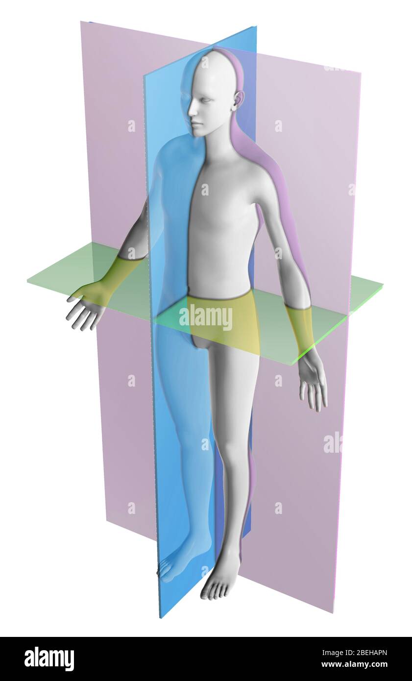 Anatomical Planes Stock Photo