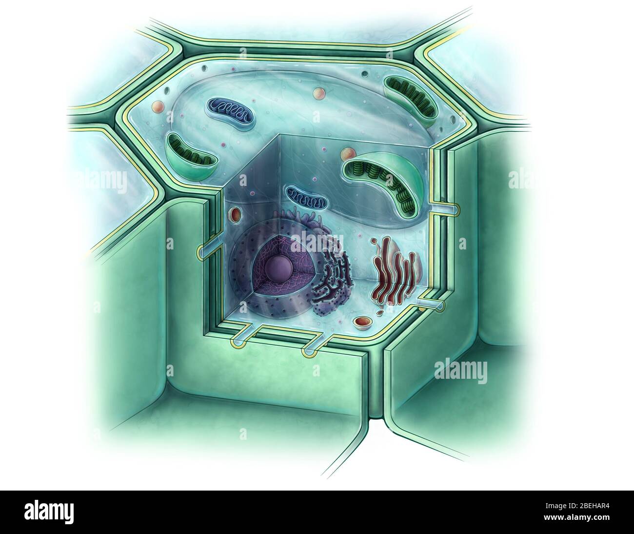 Plant Cell, Illustration Stock Photo