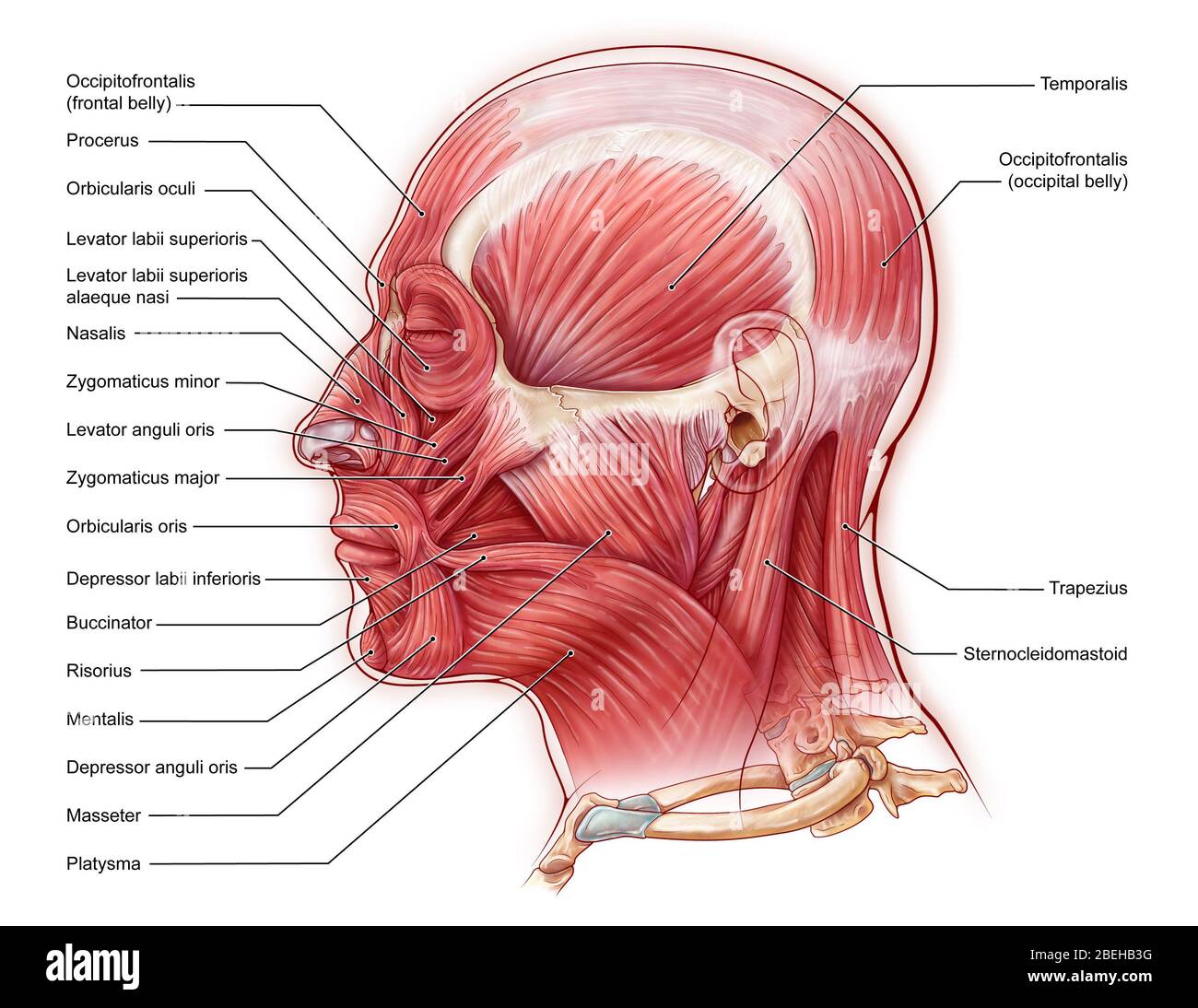 An illustration of the muscles of the face from a lateral view. Stock Photo