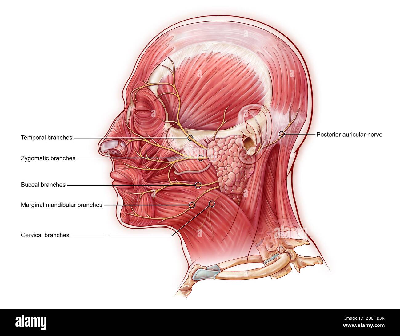 Mandibular Nerve Anatomy 3D, mandibular nerve branches anatomy