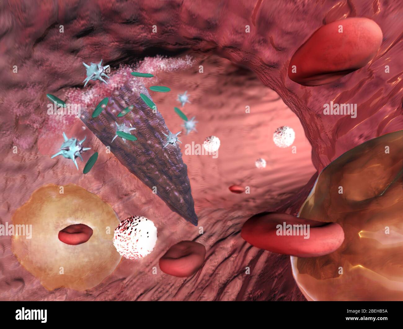 res stock photography and images Biology Diagrams