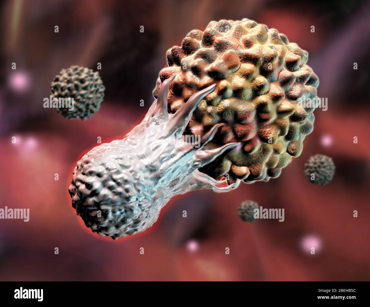 T-lymphocyte attacking a cancer cell, illustration Stock Photo