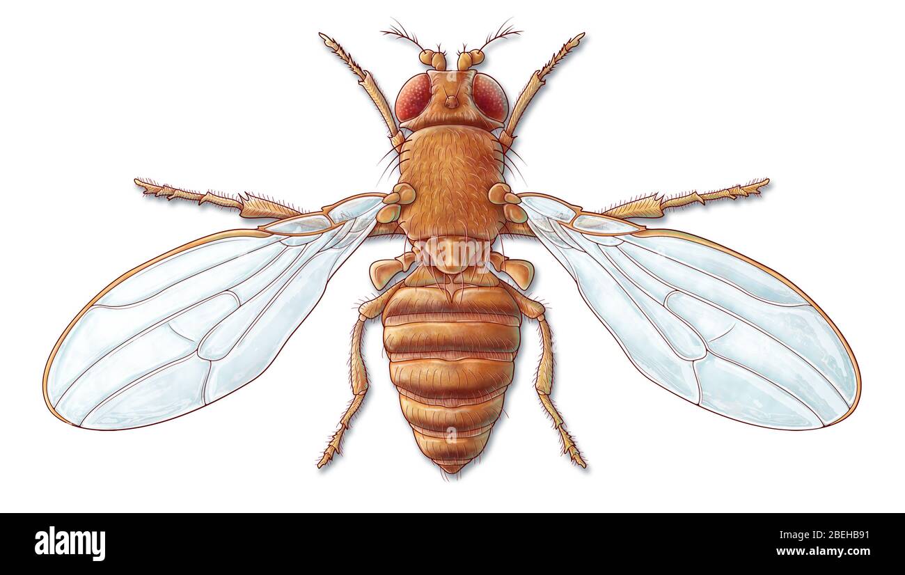 Fruit Fly, illustration Stock Photo