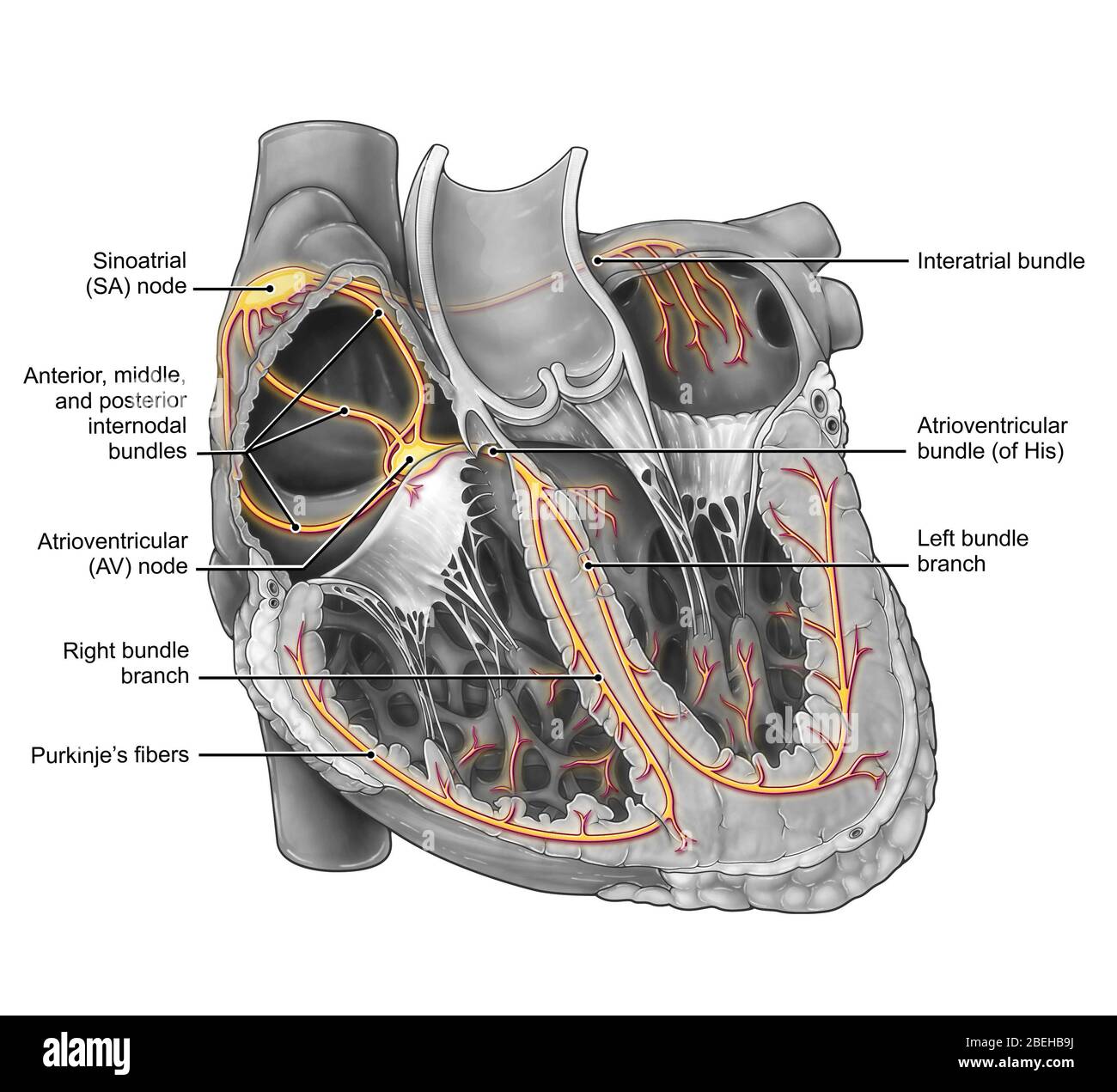 atrioventricular node