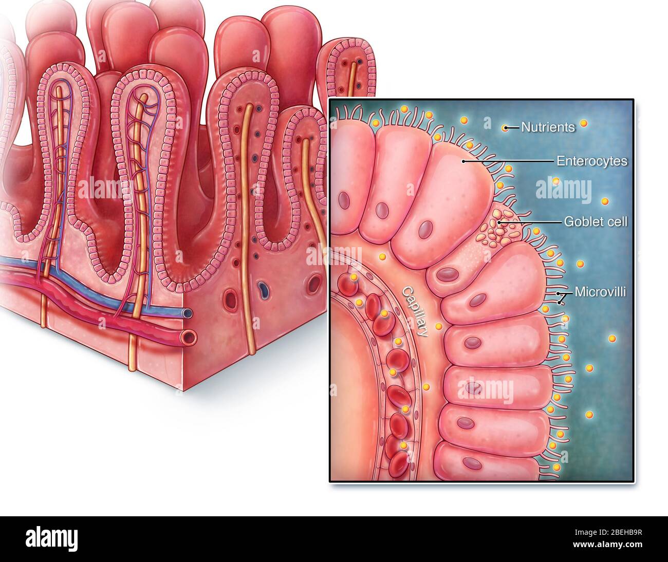 An illustrated section of villi from the small intestine as well as a close up view of a single villus. Villi are finger-like projections that extend into the lumen of the small intestine, increasing surface area for greater nutrient absorption. Each villus is lined with columnar epithelium known as enterocytes, with each cell containing microvilli to further increase surface area. Digested nutrients are absorbed into nearby capillaries so that it can then be transported to the rest of the body. Stock Photo