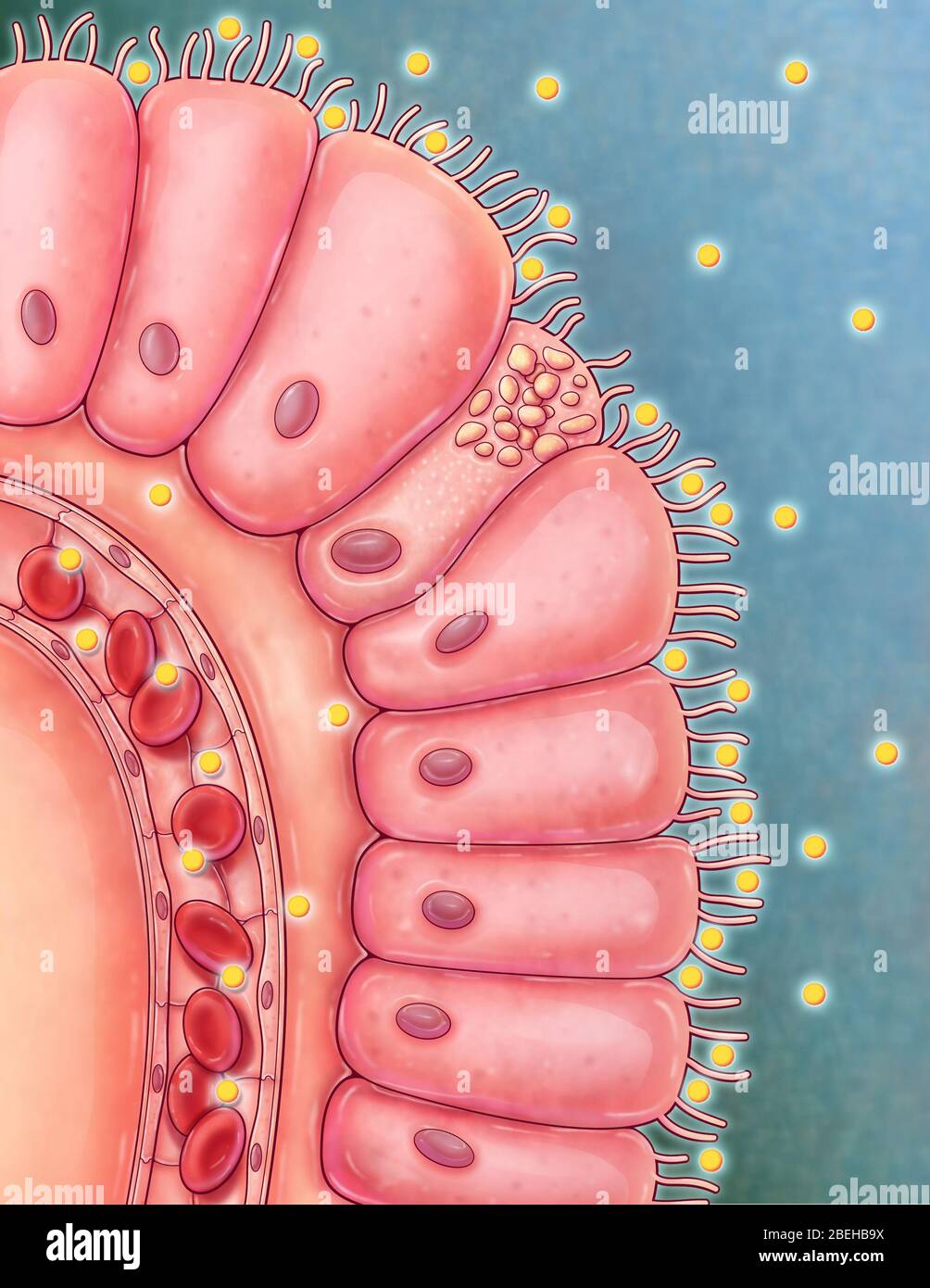 An illustrated close up view of an intestinal villus. Villi are finger-like projections extending into the lumen of the small intestine that absorb digested nutrients. Each villus is lined with columnar epithelium, known as enterocytes, with each cell posessing microvilli to increase surface area for more efficient absorption. Digested nutrients are abosorbed into nearby villus capillaries so that it can then be transported to the rest of the body. Stock Photo