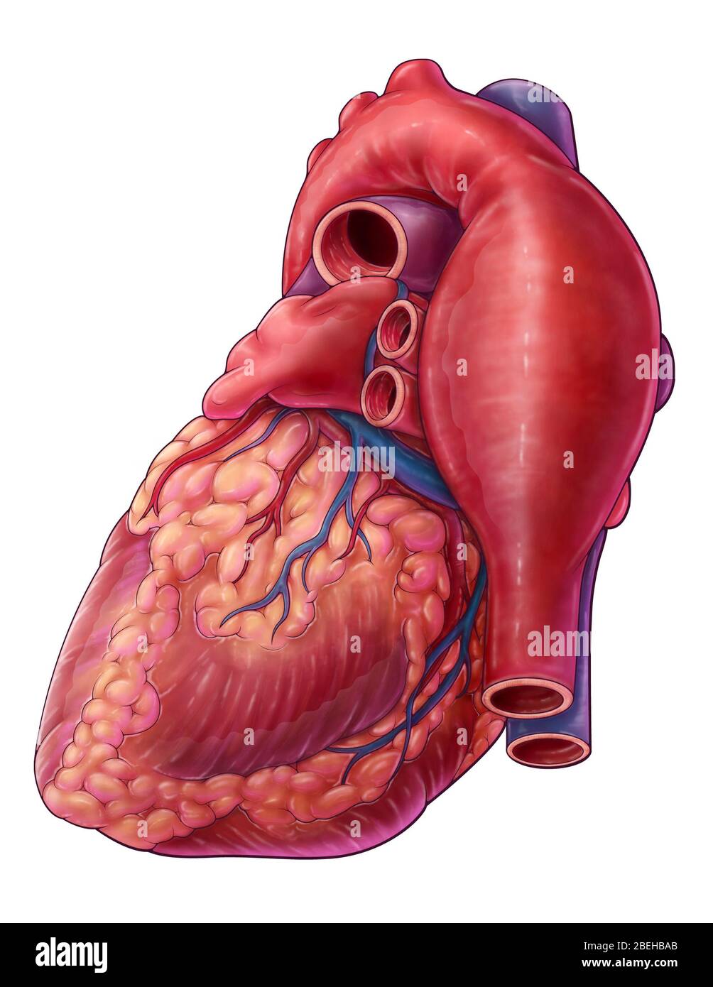 Thoracic Aorta High Resolution Stock Photography And Images Alamy