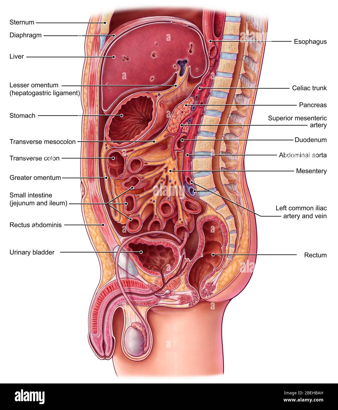 Abdominal Organs, Illustration Stock Photo