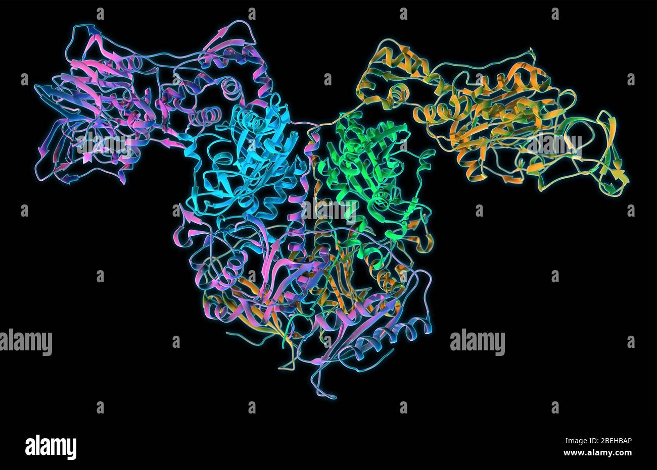 A molecular ribbon model of the bacterial enzyme Thermus thermophilus Phenylalanyl-tRNA synthetase (PheRS). PheRS catalyzes the transfer of phenylalanine to tRNA during protein synthesis in bacteria, and has become a target of interest in antibacterial therapy by inhibiting the growth and development of antibiotic resistant bacteria. Stock Photo