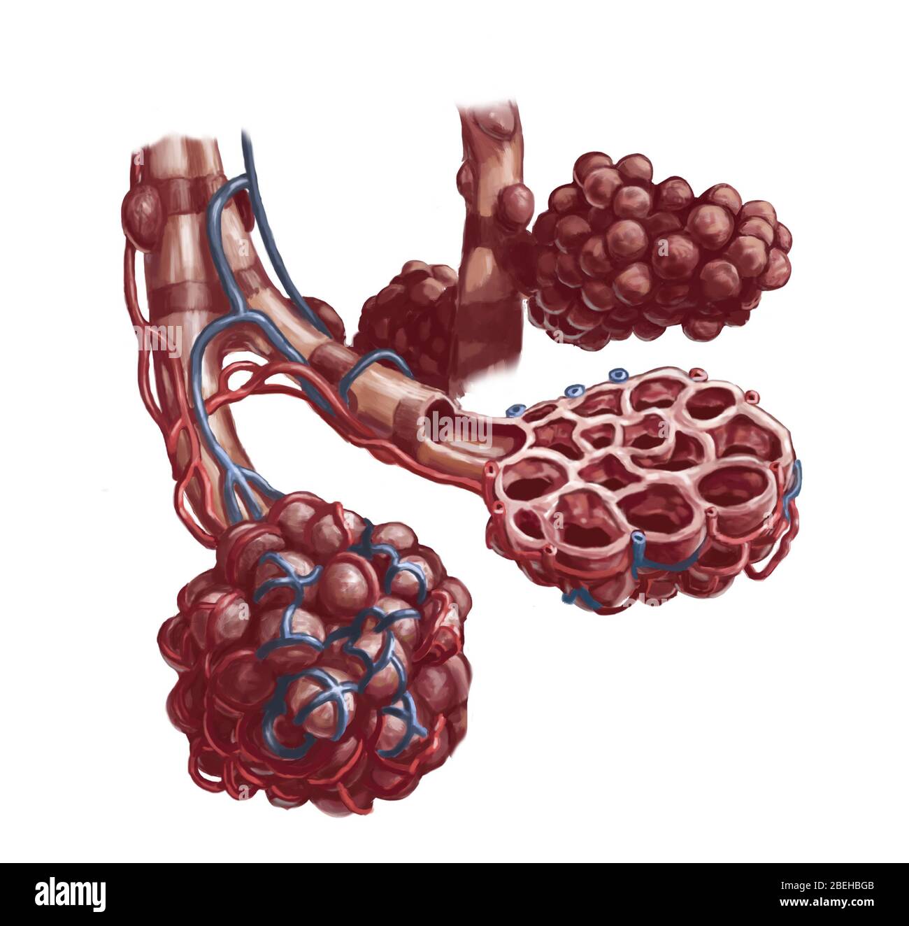 Aveoli, illustration. These are the many tiny air sacs of the lungs which allow for rapid gaseous exchange. Stock Photo
