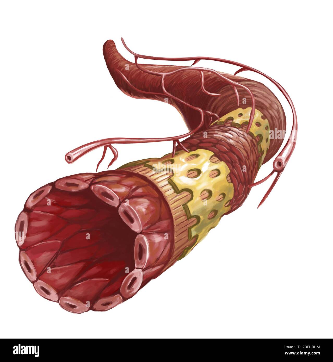 Cross Section of Artery, Illustration Stock Photo