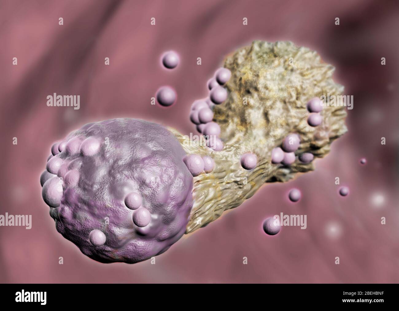 Cytotoxic T Cell Attacking Cancer, Illustration Stock Photo