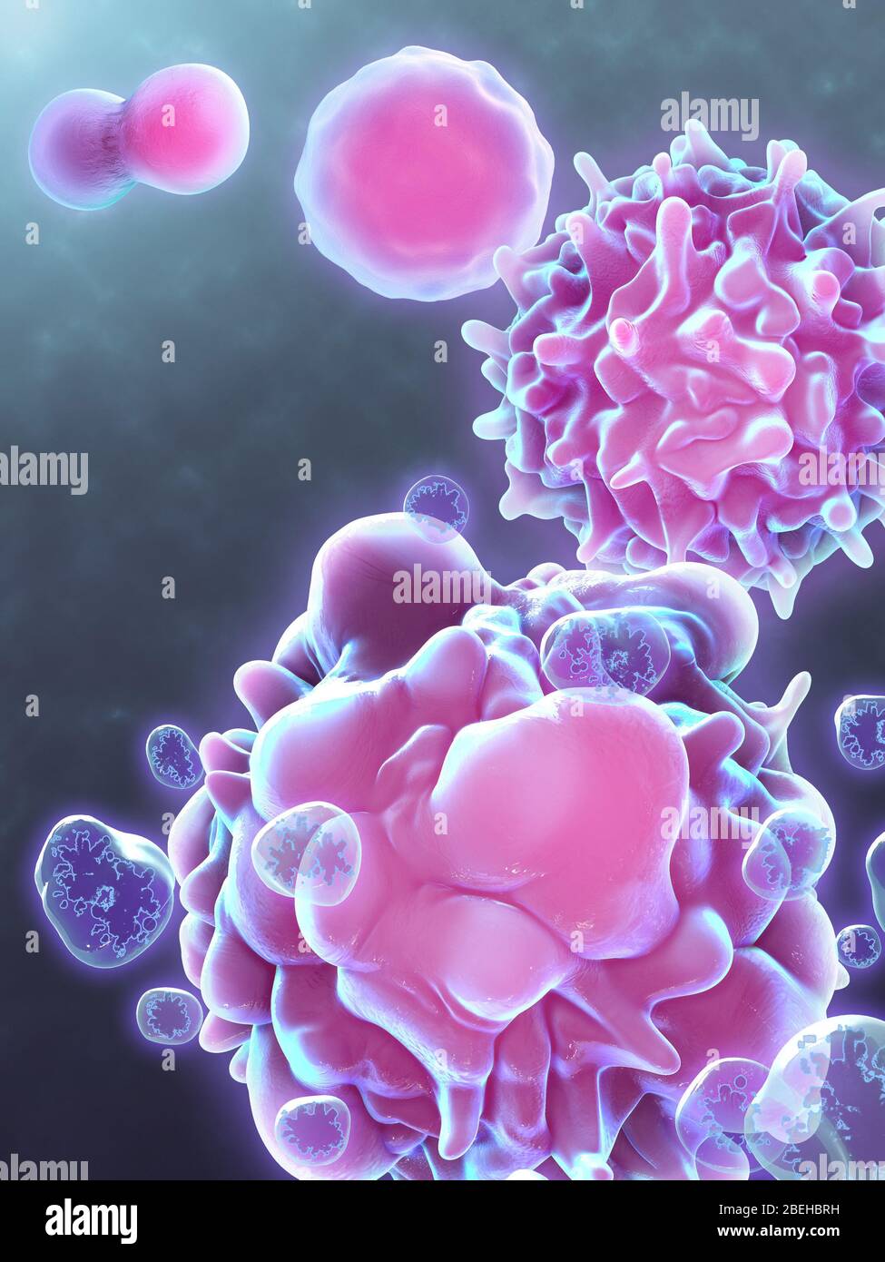 Cell Life Cycle Stock Photo Alamy