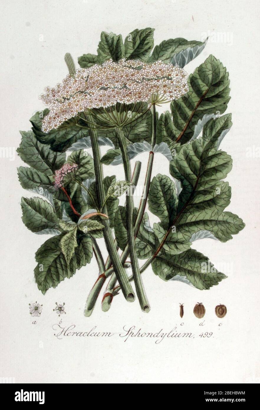 Heracleum sphondylium — Flora Batava — Volume v7. Stock Photo