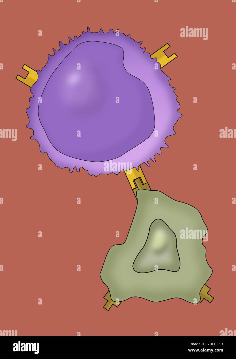 Lymphocyte and Cancer Cell Stock Photo Alamy