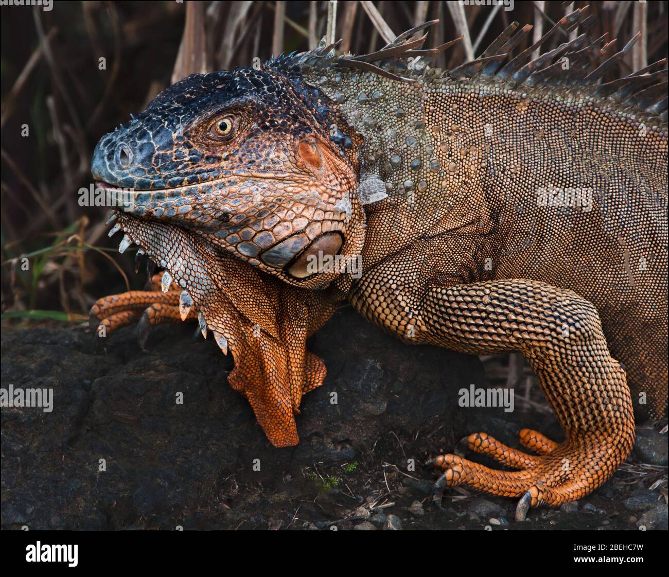 Green Iguana walking in the rainforest in Costa Rica. Orange with scaly skin and big eyes. Stock Photo