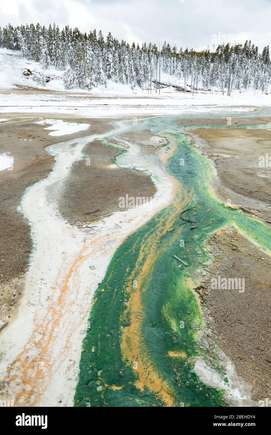 Colorful bacterial mats in the Porcelain Basin of Yellowstone National Park Stock Photo
