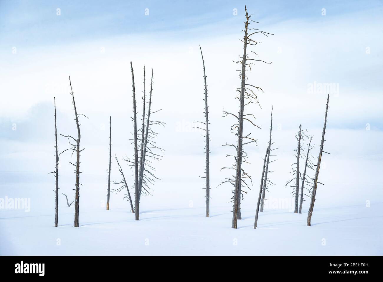 Dead trees in snow at the Lower Geyser Basin of Yellowstone Stock Photo