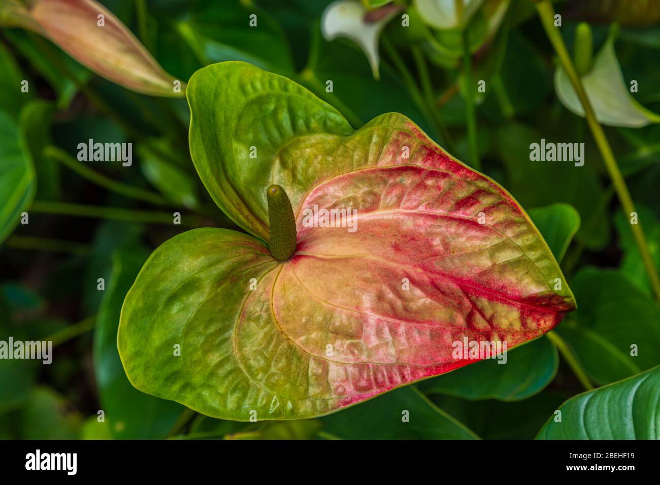 Anthurium, the largest genus of the arum family, Araceae. General common names include anthurium, tailflower, flamingo flower, and laceleaf. Stock Photo