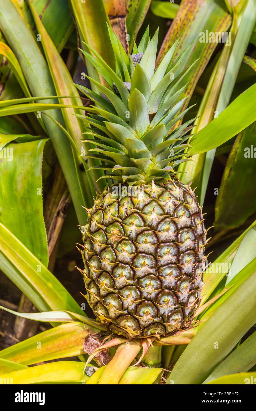 Pineapple (Bromeliaceae), This plant is indigenous to South America. Stock Photo