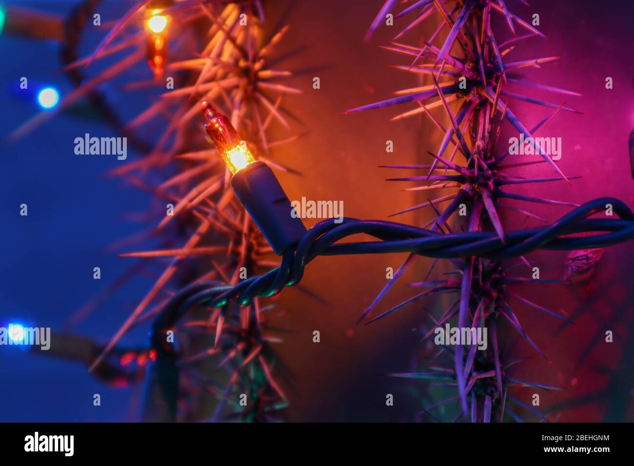 Colored Christmas Lights on Cactus Stock Photo Alamy