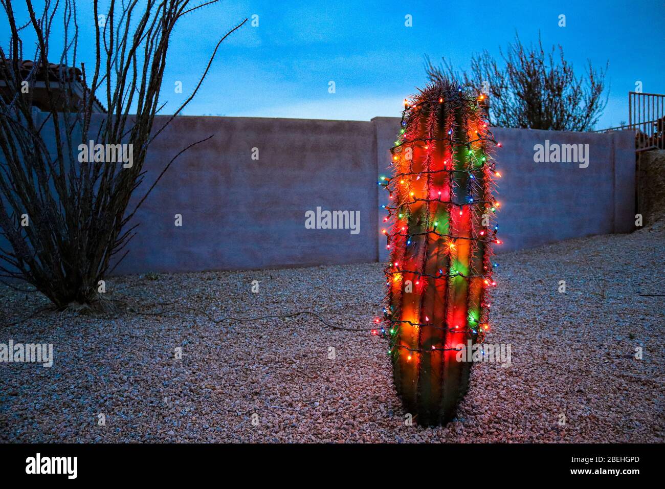 Christmas Lights on Barrel Cactus Stock Photo Alamy