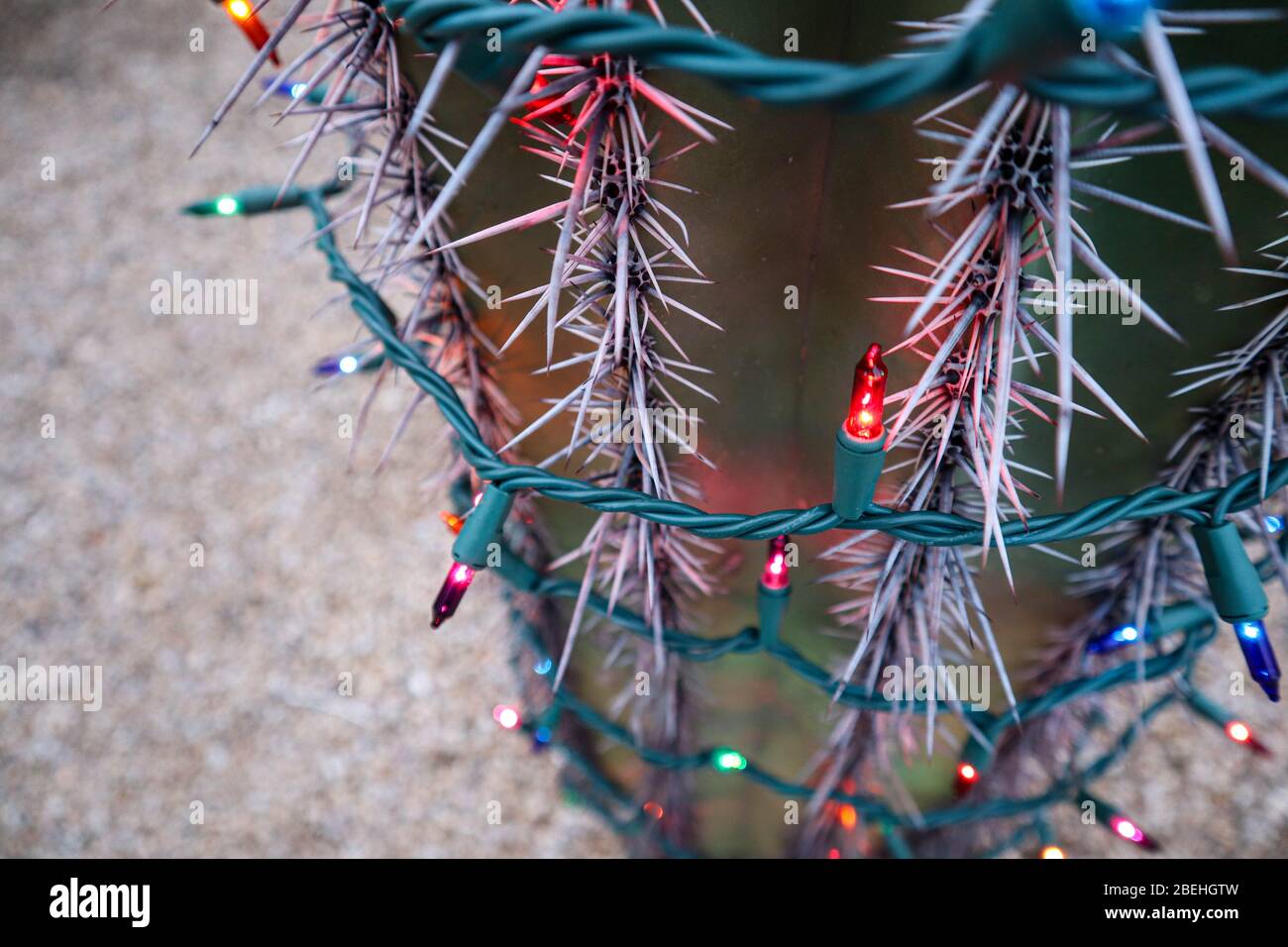 Colored Christmas Lights on Cactus Stock Photo - Alamy