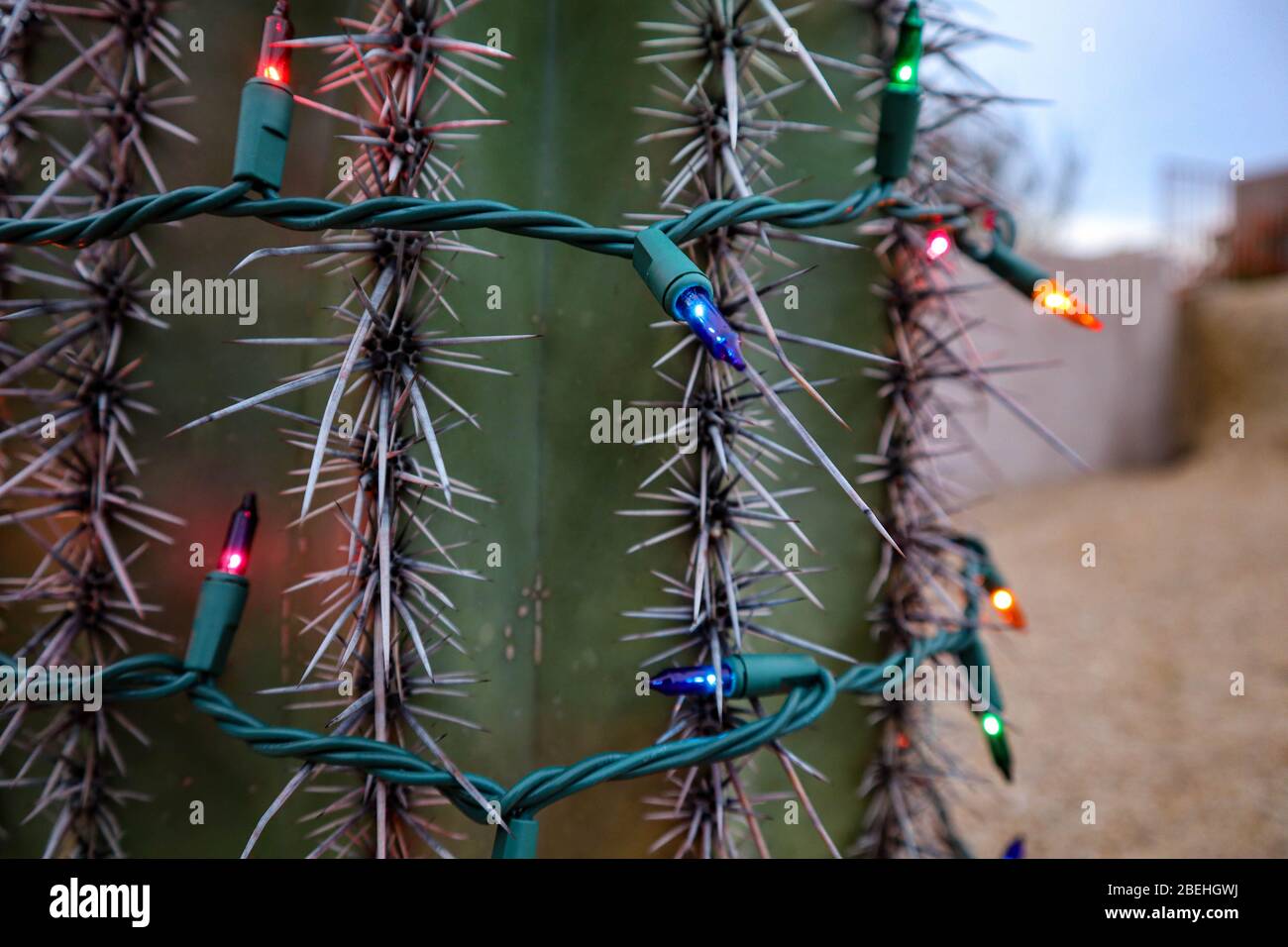 Christmas Lights on Cactus Stock Photo - Alamy