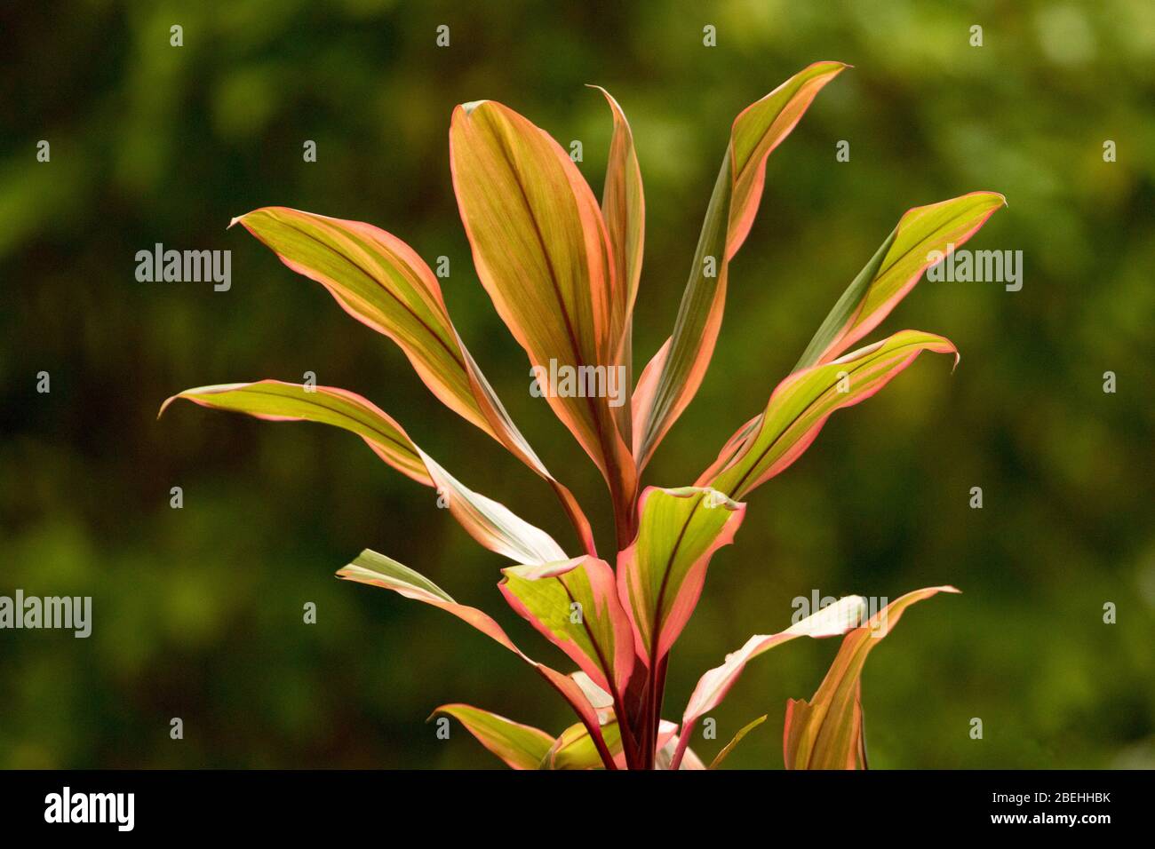 Colourful red and green variegated leaves of Cordyline fruticosa 'Early Morning Diamond' against dark green background Stock Photo
