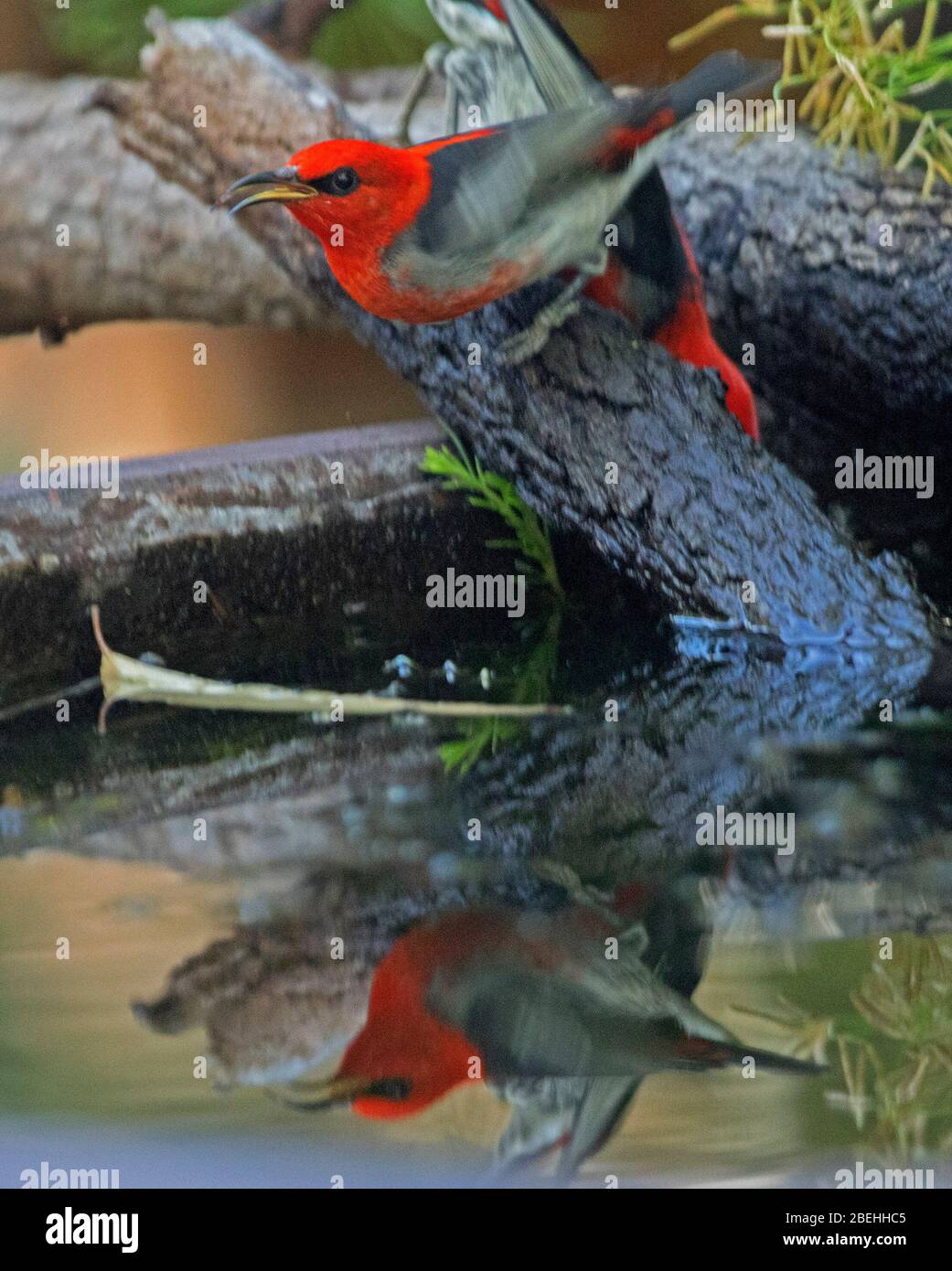 Colourful Australian bird, male scarlet honeyeater, Myzomela sanguinolenta, reflected in water of garden bird bath in Queensland Stock Photo