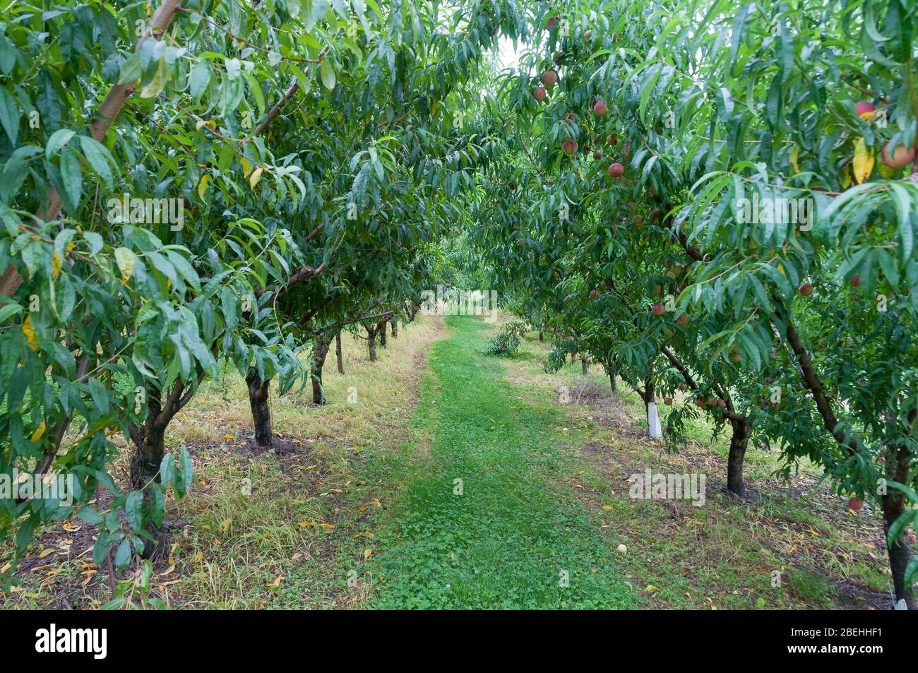 Fruit Trees With Ripe Juicy Fruits Hanging From Branches Countryside Orchard Fruit Farm With Trees Growing In A Row Summer Harvest Farmland Scene Stock Photo Alamy