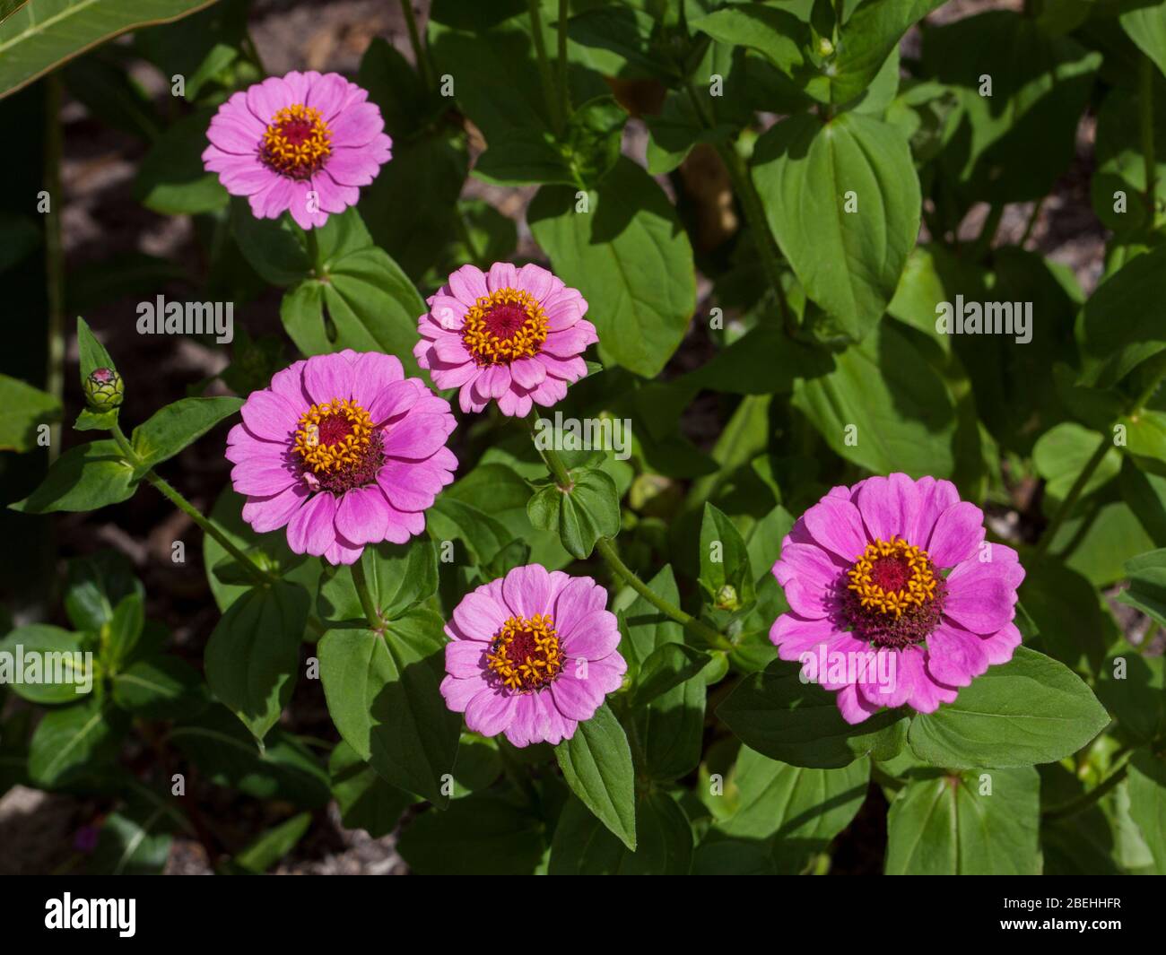 Cluster of bright pink flowers of annual zinnia against background of green foliage Stock Photo
