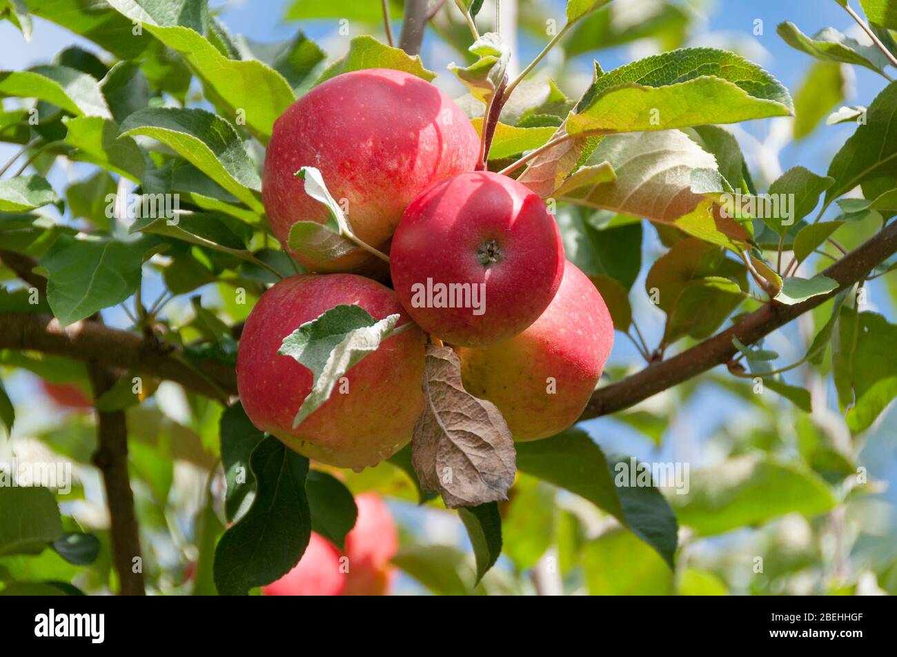 Royal gala apple tree hires stock photography and images Alamy