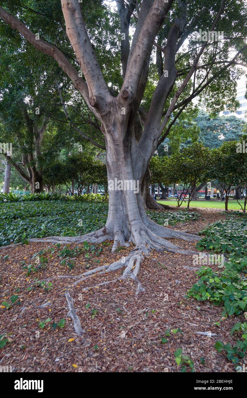 Eucalyptus tree with a textured trunk and long roots in an urban park. City plants, outdoor