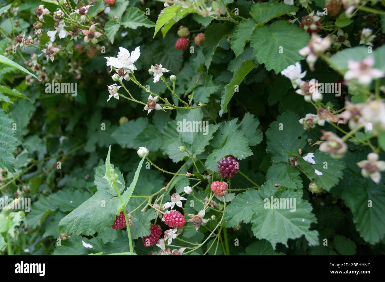Boysenberry hires stock photography and images Alamy