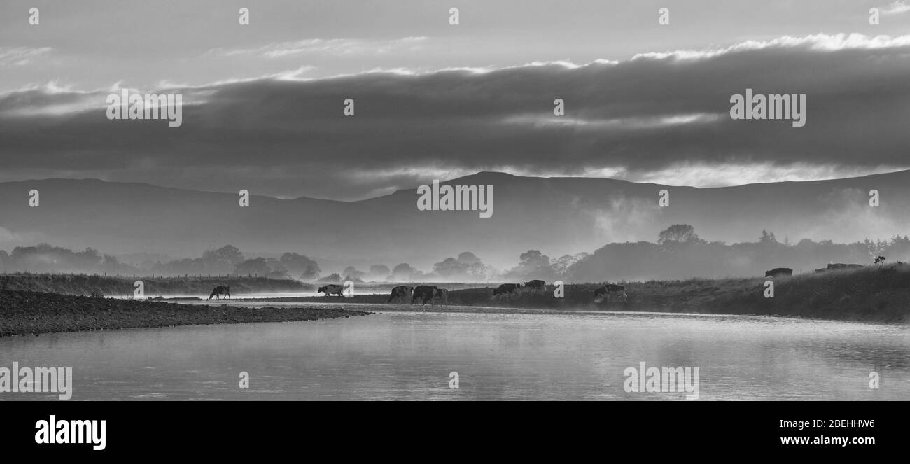 Dairy cows crossing the river lune at Arkholme, Lancashire uk coming in for early morning milking Stock Photo