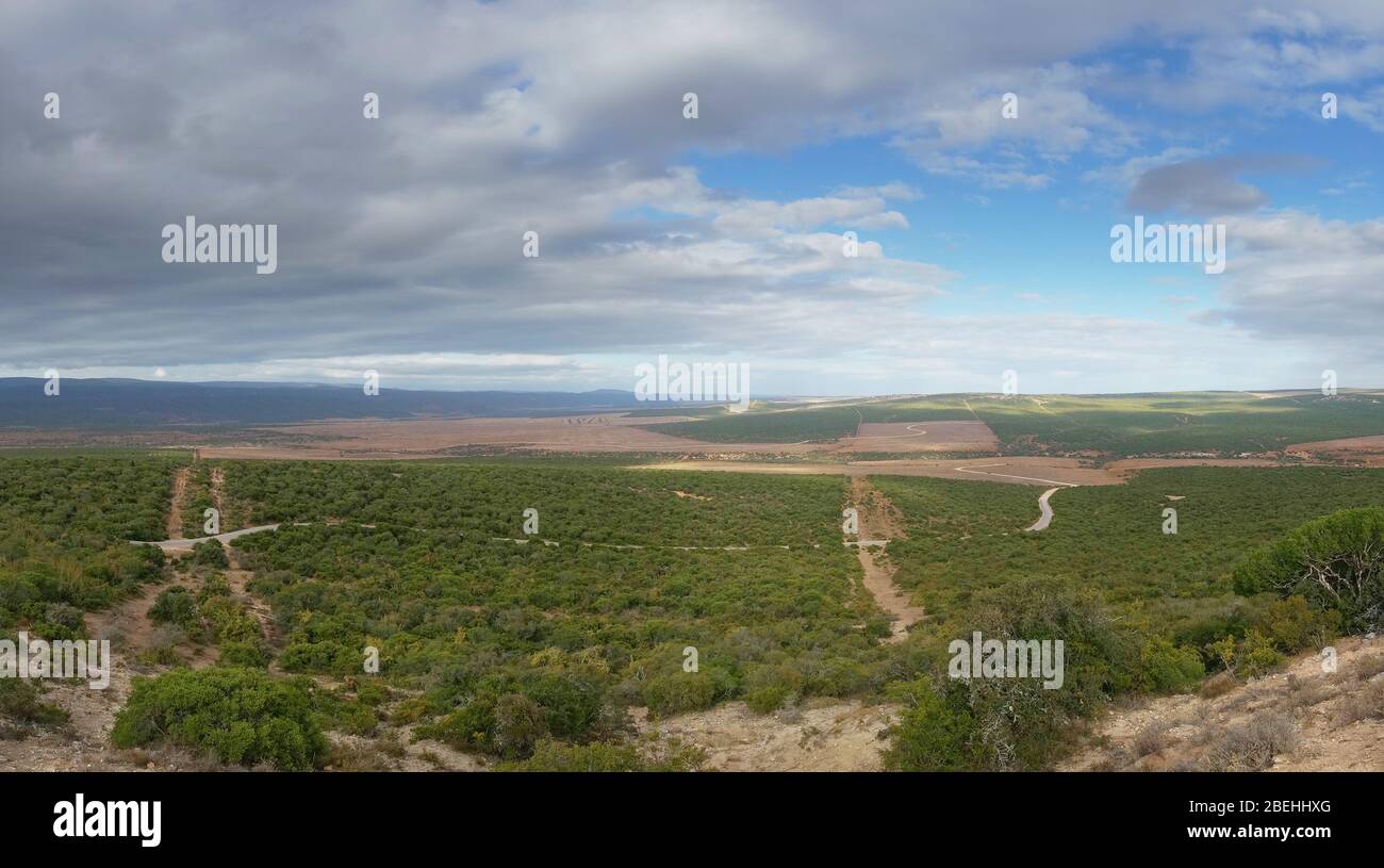 Panorama of vast African bushveld landscape on sunny day. Nature background Stock Photo