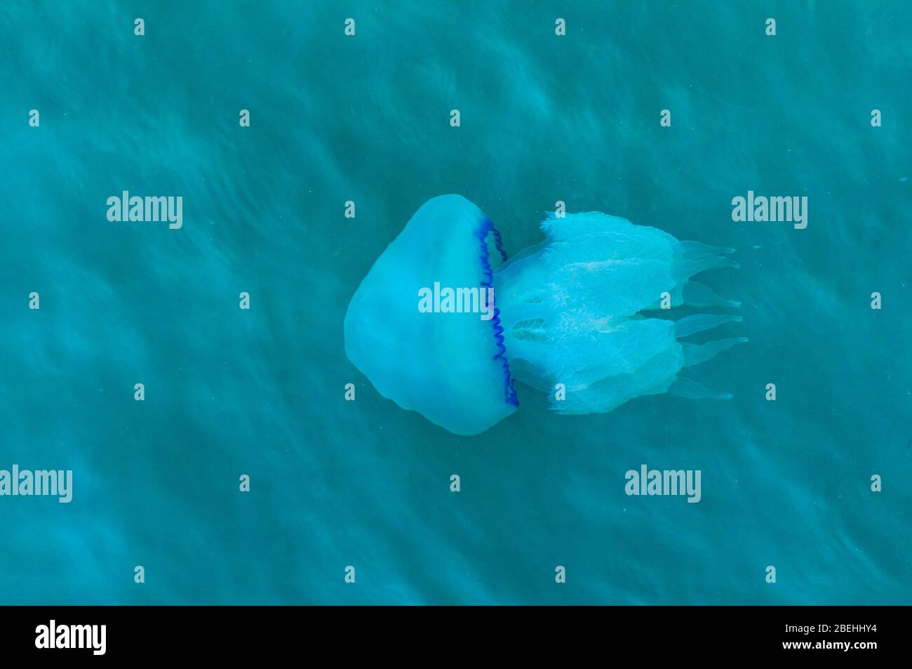 Blue large jellyfish floating in the sea. Nature background. Blue margin umbrella scyphozoan jelly fish, Rhizostoma pulmo stinger Stock Photo
