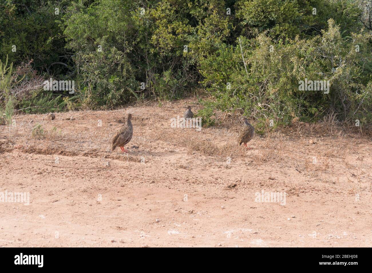 Grey-winged francolin birds foraging in natural habitat. African wildlife Stock Photo