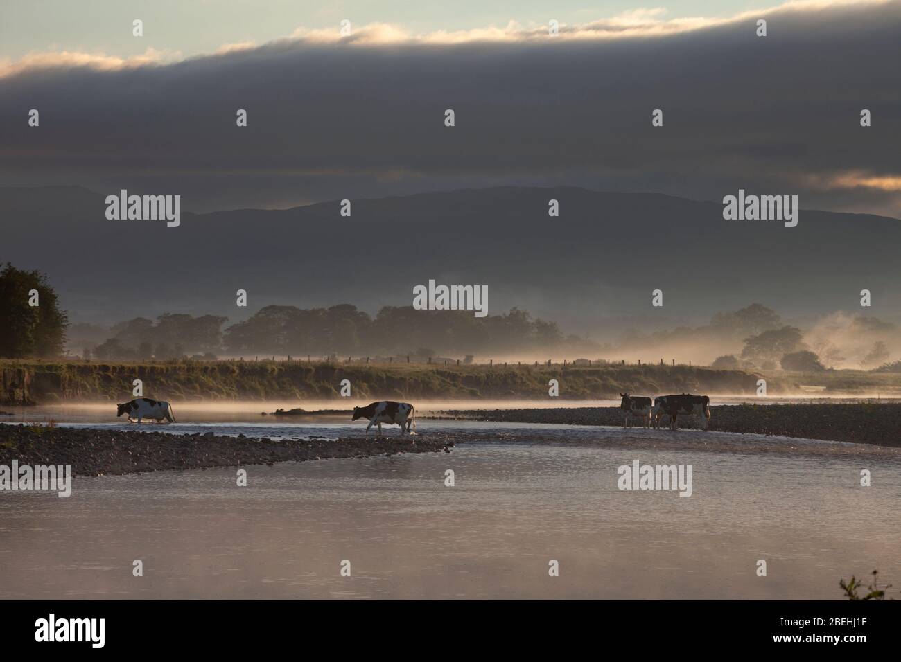 Dairy cows crossing the river lune at Arkholme, Lancashire uk coming in for early morning milking Stock Photo