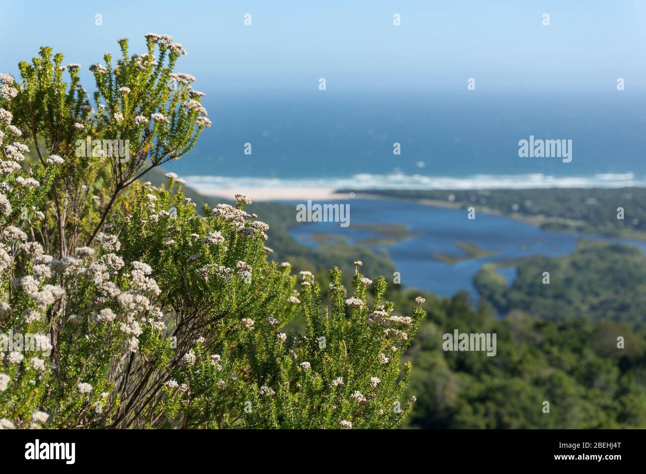 Close up of African fynbos with beautiful lagoon view on the background. Focus on plant Stock Photo