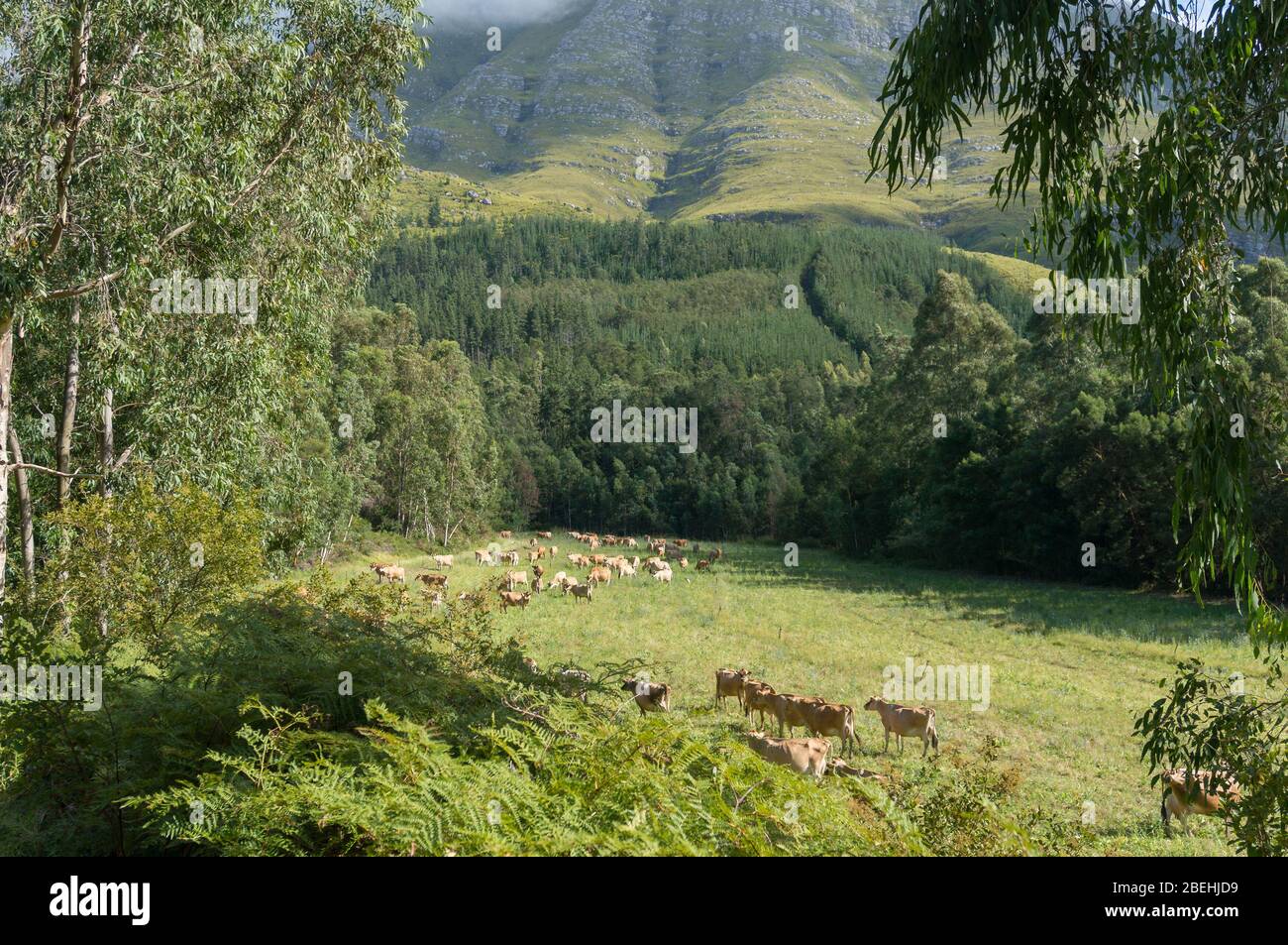 Herd of brown jersey cows grazing the paddock near the forest