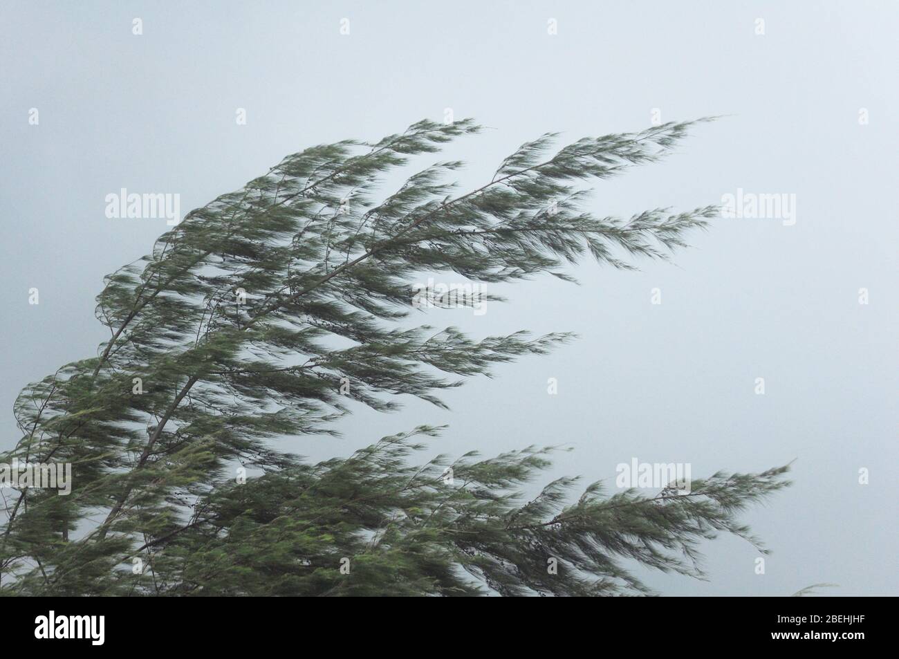 Pine Tree At Hurricane Windstorm Strong Wind Make Pine Leaf Heavy Blow Follow Wind Direction Stock Photo Alamy Pine Tree At Hurricane Windstorm Strong Wind Make Pine Leaf Heavy Blow Follow Wind Direction Stock Photo Alamy